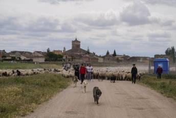 Fotogalería Fiesta de la Trashumancia en Aguilafuente 37 Fotografía: Miguel Angel Fernández