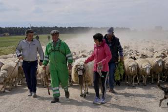 Fotogalería Fiesta de la Trashumancia en Aguilafuente 7 Fotografía: Miguel Angel Fernández