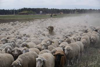 Fotogalería Fiesta de la Trashumancia en Aguilafuente 21 Fotografía: Miguel Angel Fernández