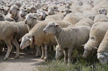 Fotogalería Fiesta de la Trashumancia en Aguilafuente 42 Fotografía: Miguel Angel Fernández
