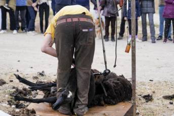 Fotogalería II Feria del Esquileo en Trescasas 29 Fotografía: Miguel Angel Fernández