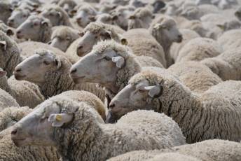 Fotogalería Fiesta de la Trashumancia en Aguilafuente 41 Fotografía: Miguel Angel Fernández