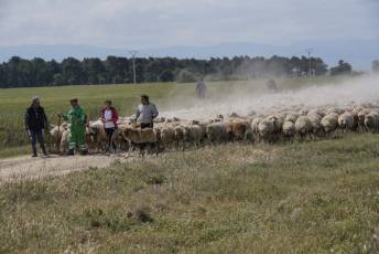 Fotogalería Fiesta de la Trashumancia en Aguilafuente 9 Fotografía: Miguel Angel Fernández