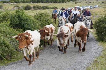 Fotogalería IV Trashumancia de Bueyes en Villacastín 33 Fotografía: Miguel Angel Fernández