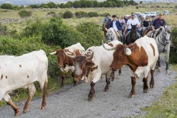 Fotogalería IV Trashumancia de Bueyes en Villacastín 3 Fotografía: Miguel Angel Fernández