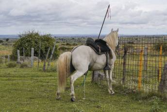 Fotogalería IV Trashumancia de Bueyes en Villacastín 49 Fotografía: Miguel Angel Fernández