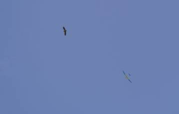 Fotogalería Exhibición Aeromodelismo Torredondo 13 Fotografía: Miguel Angel Fernández