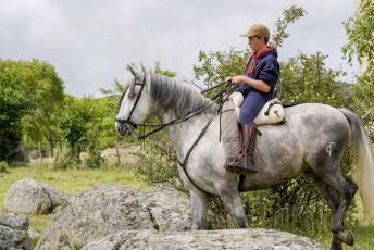Fotogalería IV Trashumancia de Bueyes en Villacastín 18 Fotografía: Miguel Angel Fernández