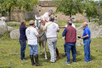 Fotogalería IV Trashumancia de Bueyes en Villacastín 11 Fotografía: Miguel Angel Fernández
