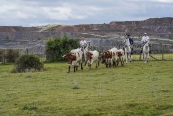 Fotogalería IV Trashumancia de Bueyes en Villacastín 26 Fotografía: Miguel Angel Fernández