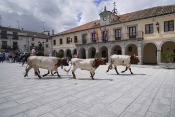Fotogalería IV Trashumancia de Bueyes en Villacastín 20 Fotografía: Miguel Angel Fernández