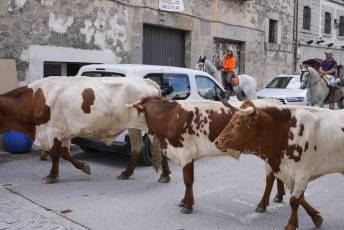 Fotogalería IV Trashumancia de Bueyes en Villacastín 51 Fotografía: Miguel Angel Fernández