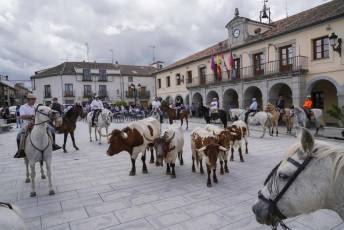 Fotogalería IV Trashumancia de Bueyes en Villacastín 45 Fotografía: Miguel Angel Fernández