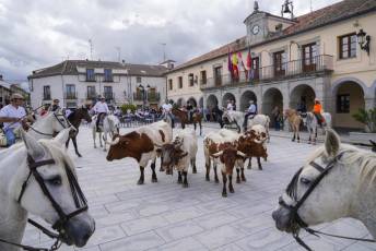 Fotogalería IV Trashumancia de Bueyes en Villacastín 8 Fotografía: Miguel Angel Fernández