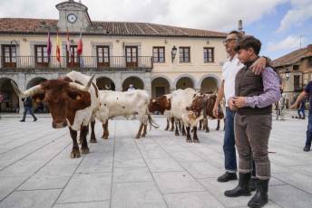 Fotogalería IV Trashumancia de Bueyes en Villacastín 40 Fotografía: Miguel Angel Fernández