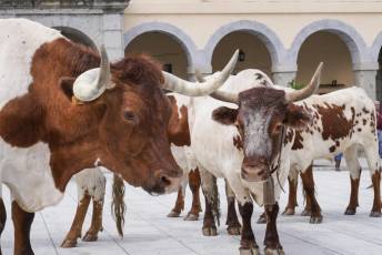 Fotogalería IV Trashumancia de Bueyes en Villacastín 63 Fotografía: Miguel Angel Fernández