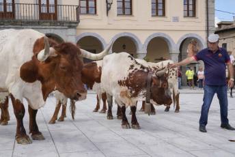 Fotogalería IV Trashumancia de Bueyes en Villacastín 32 Fotografía: Miguel Angel Fernández