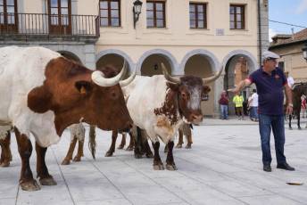Fotogalería IV Trashumancia de Bueyes en Villacastín 13 Fotografía: Miguel Angel Fernández