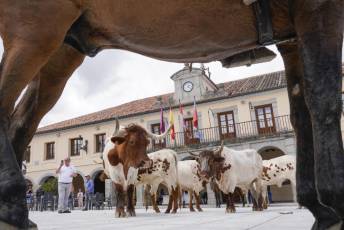 Fotogalería IV Trashumancia de Bueyes en Villacastín 22 Fotografía: Miguel Angel Fernández