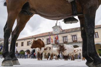 Fotogalería IV Trashumancia de Bueyes en Villacastín 53 Fotografía: Miguel Angel Fernández