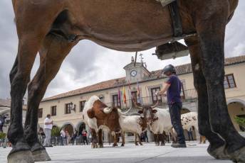 Fotogalería IV Trashumancia de Bueyes en Villacastín 21 Fotografía: Miguel Angel Fernández