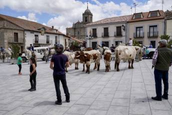 Fotogalería IV Trashumancia de Bueyes en Villacastín 59 Fotografía: Miguel Angel Fernández