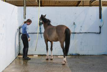 Fotogalería XXXV Campeonato de España de Equitación con Ponis 10 Fotografía: Miguel Angel Fernández