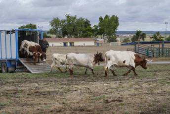 Fotogalería IV Trashumancia de Bueyes en Villacastín 43 Fotografía: Miguel Angel Fernández