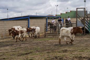 Fotogalería IV Trashumancia de Bueyes en Villacastín 35 Fotografía: Miguel Angel Fernández