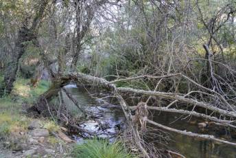 Fotogalería Inicio Desmantelamiento Presa de la Muña en Navafría 13 Fotografía: Miguel Angel Fernández