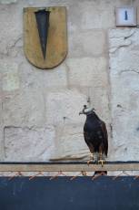 Fotogalería Fiesta de Los Fueros en Sepúlveda 9 Fotografía: Miguel Angel Fernández