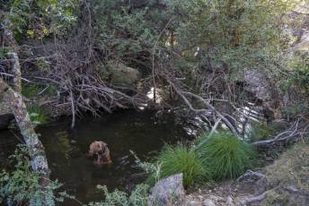 Fotogalería Inicio Desmantelamiento Presa de la Muña en Navafría 6 Fotografía: Miguel Angel Fernández