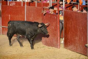 Fotogalería Recortadores Fiestas Prádena 44 Fotografía: Miguel Angel Fernández