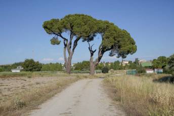 Fotogalería Fiestas en Juarros de Voltoya 36 Fotografía: Miguel Angel Fernández
