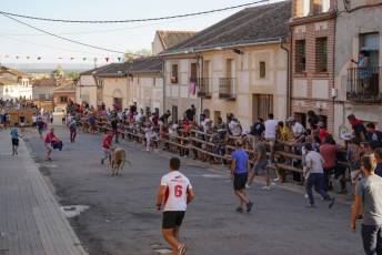 Fotogalería Encierro Tradicional en Sangarcía 30 Fotografía: Miguel Angel Fernández