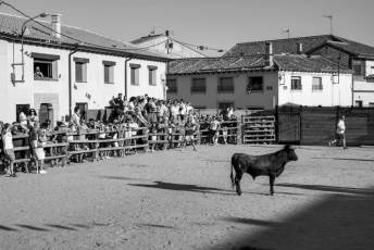 Fotogalería Encierro Tradicional en Sangarcía 18 Fotografía: Miguel Angel Fernández