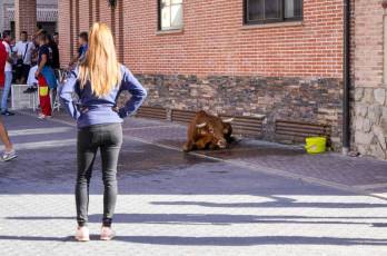 Fotogalería Fiestas en Honor a la Inmaculada Concepción en Cantimpalos 27 Fotografía: Miguel Angel Fernández