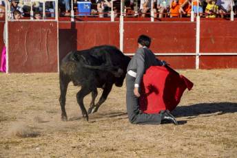 Fotogalería Festival Taurino en Otero de Herreros 73 Fotografía: Miguel Angel Fernández