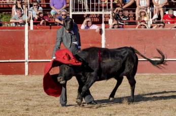 Fotogalería Festival Taurino en Otero de Herreros 105 Fotografía: Miguel Angel Fernández