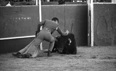 Fotogalería Festival Taurino en Otero de Herreros 32 Fotografía: Miguel Angel Fernández