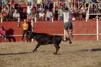 Fotogalería Festival Taurino en Otero de Herreros 71 Fotografía: Miguel Angel Fernández