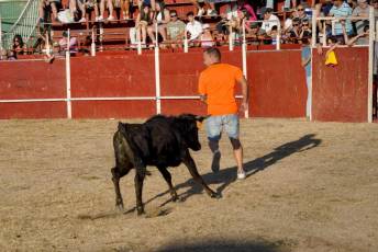 Fotogalería Festival Taurino en Otero de Herreros 81 Fotografía: Miguel Angel Fernández