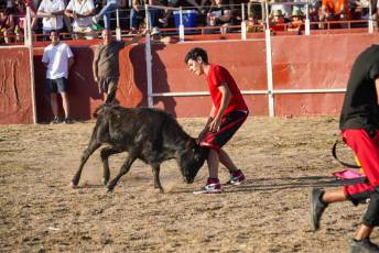 Fotogalería Festival Taurino en Otero de Herreros 88 Fotografía: Miguel Angel Fernández
