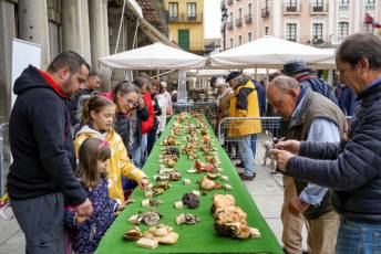 Fotogalería 25 de Octubre Fiestas San Frutos 21 Exposición Micológica Plaza Mayor
