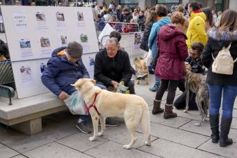 Fotogalería XXVIII Concurso de Perros y Gatos 41 XVIII Concurso de Perros y Gatos