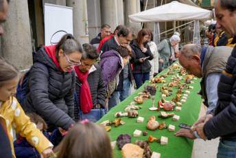 Fotogalería 25 de Octubre Fiestas San Frutos 8 Exposición Micológica Plaza Mayor