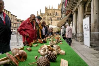 Fotogalería 25 de Octubre Fiestas San Frutos 63 Exposición Micológica Plaza Mayor