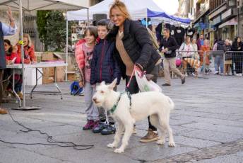 Fotogalería XXVIII Concurso de Perros y Gatos 27 XVIII Concurso de Perros y Gatos