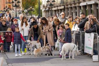 Fotogalería XXVIII Concurso de Perros y Gatos 4 XVIII Concurso de Perros y Gatos