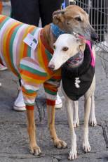 Fotogalería XXVIII Concurso de Perros y Gatos 19 XVIII Concurso de Perros y Gatos